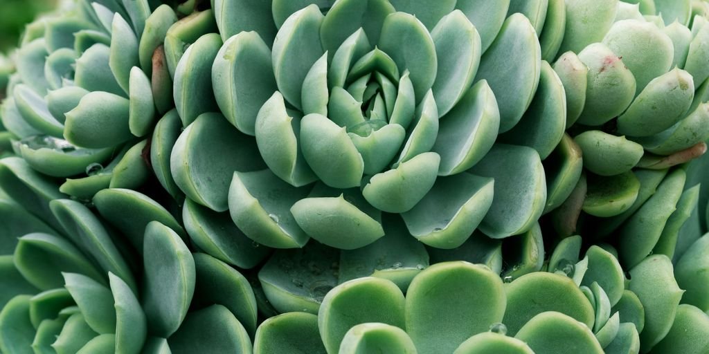 a close up of a bunch of green plants