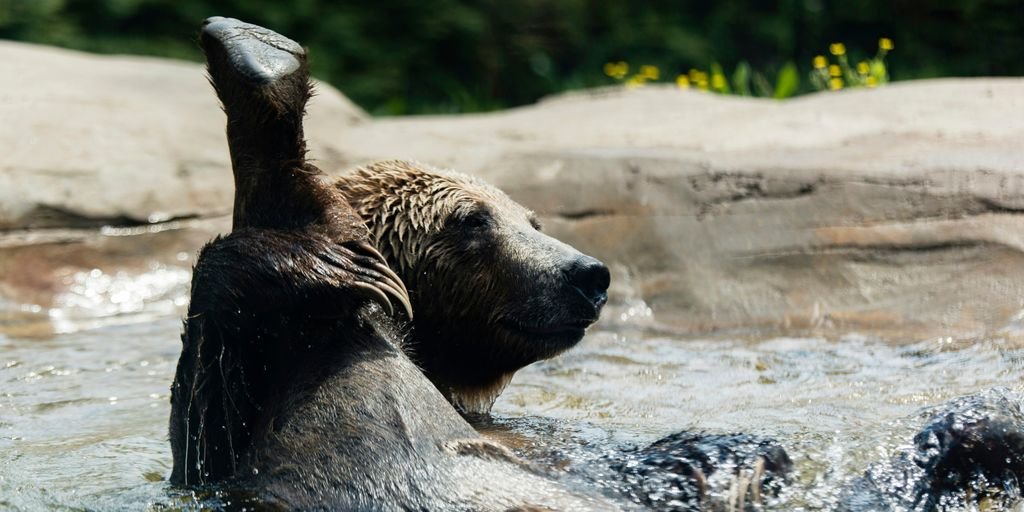 brown animal swimming on body of water