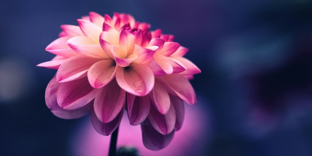 selective focus photo of pink petaled flower